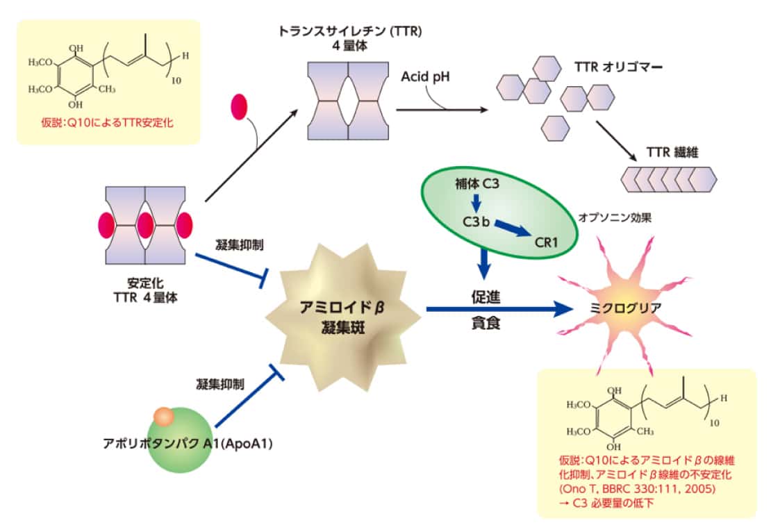 アミロイドβを排除するタンパク質（TTR、補体C3、ApoA1）の働きとCoQ10の作用機序（仮説）